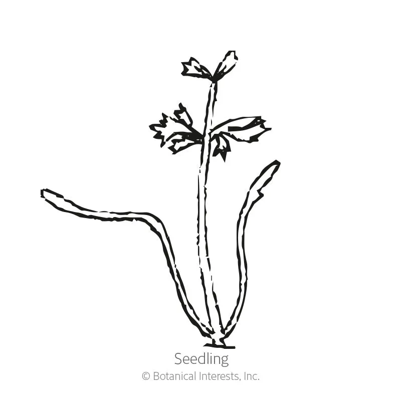 Carnival Blend Carrot Seeds