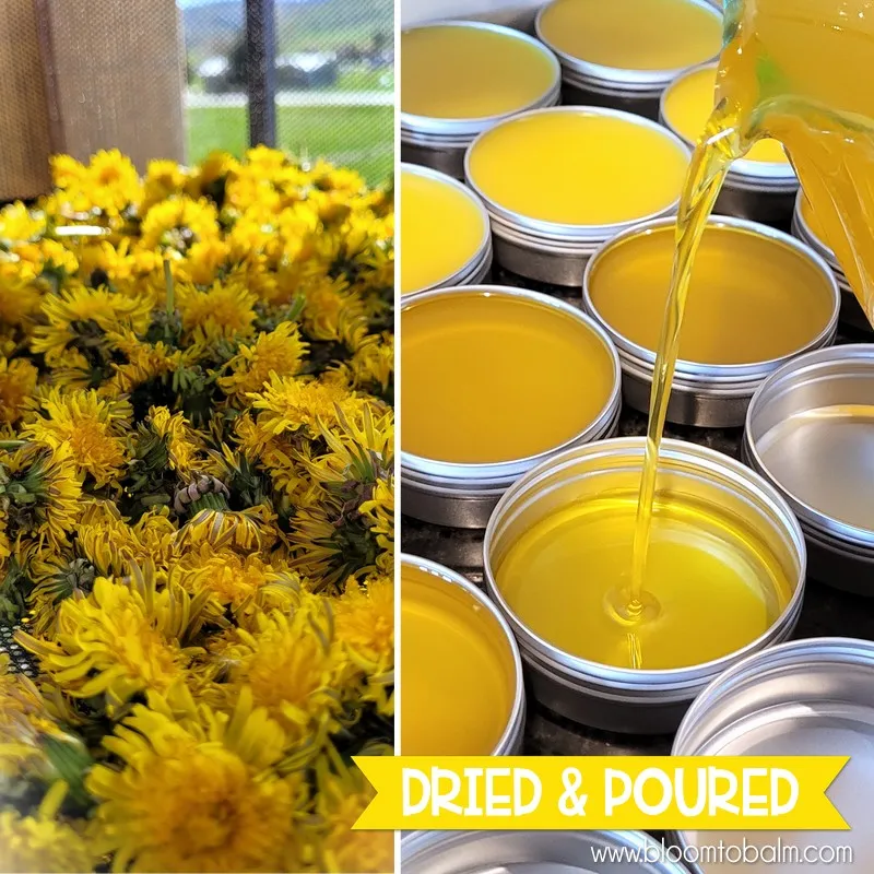 DANDELION Salve {Discounted 5-Pack} HALF OZ TINS