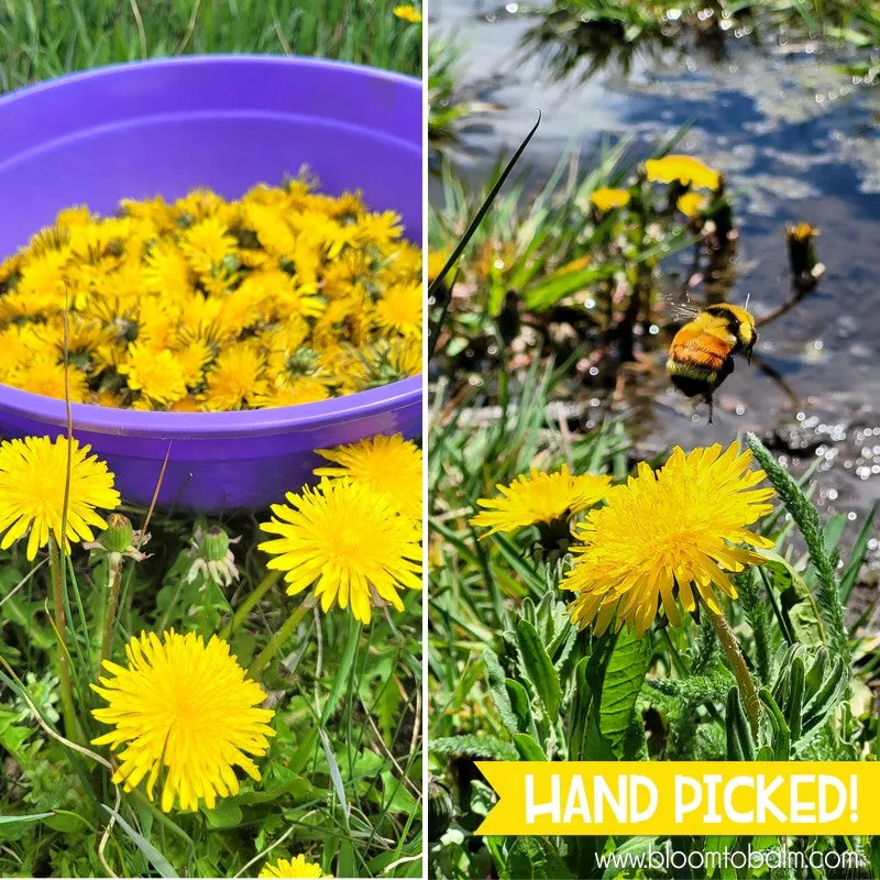 DANDELION Salve {Discounted 5-Pack} HALF OZ TINS